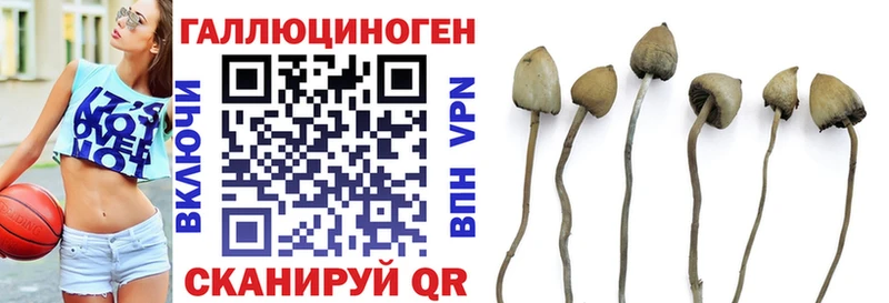 KRAKEN зеркало  хочу   Лесосибирск  Галлюциногенные грибы мицелий 